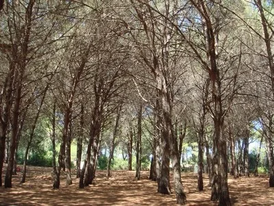 Gargano sahilinde Capojale'de Woodland, İtalya